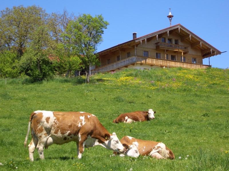 Huberbauernhof Ferienwohnungen 皮丁 外观 照片